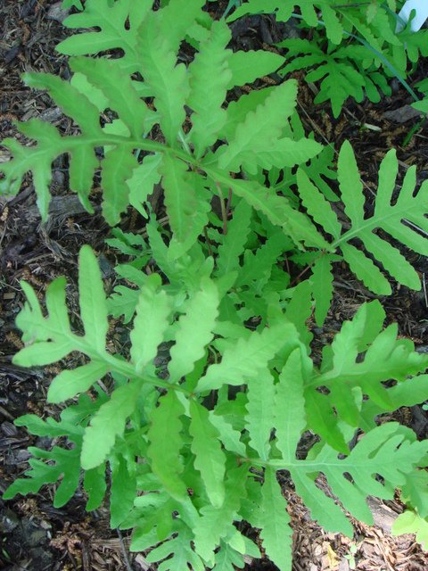Onoclea sensibilis